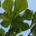 Firmiana simplex feuille